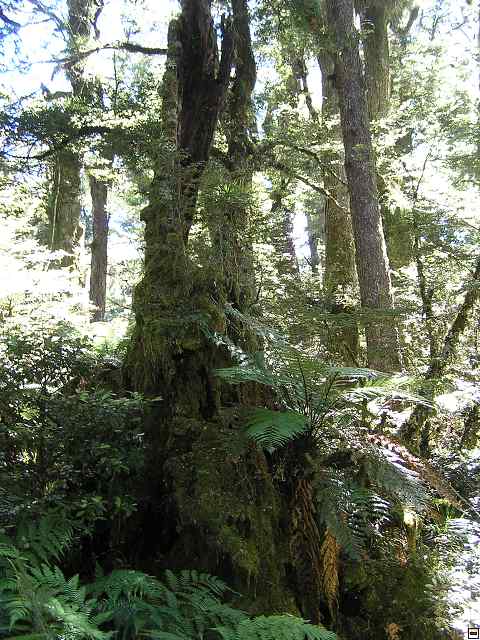NZ leden-unor 2006 259.jpg